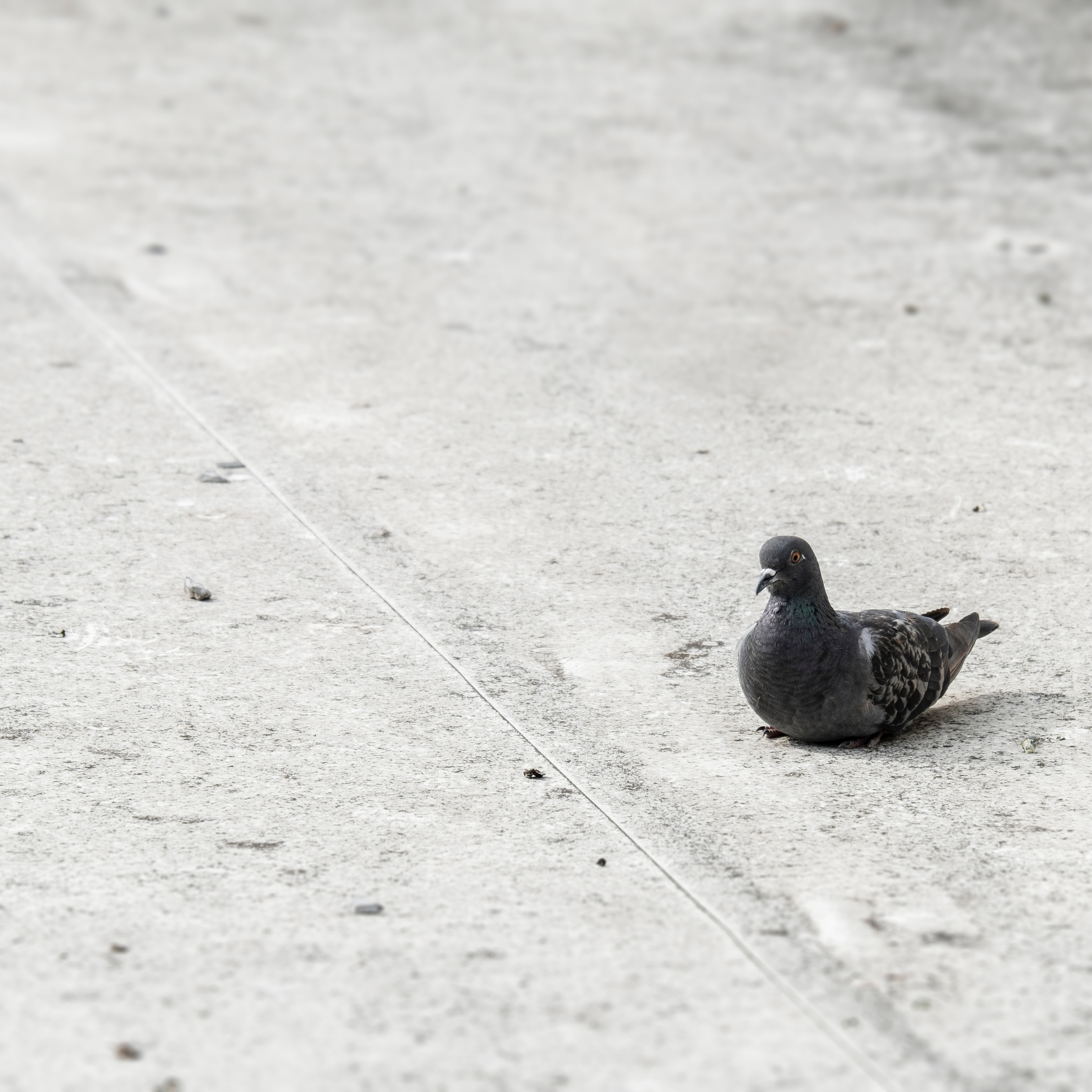 @rainbowpigeon's Avatar